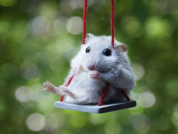Fotos de hamsters graciosos - Imagui