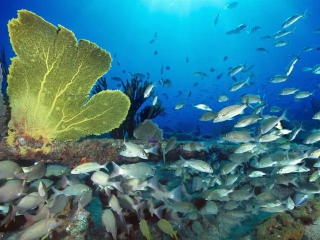 Fotos HD peces de colores fondo marino - Imagui