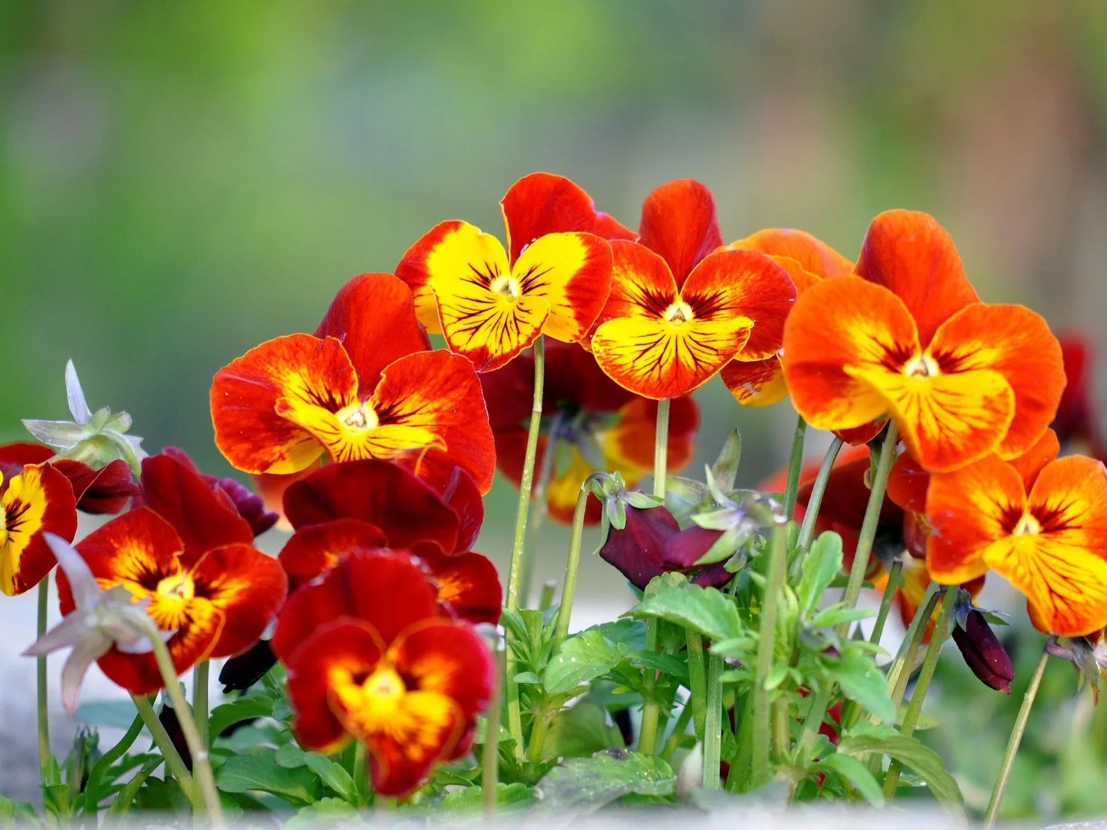 Fotos de hermosa flores naranjas ~ Mejores Fotos del Mundo ...