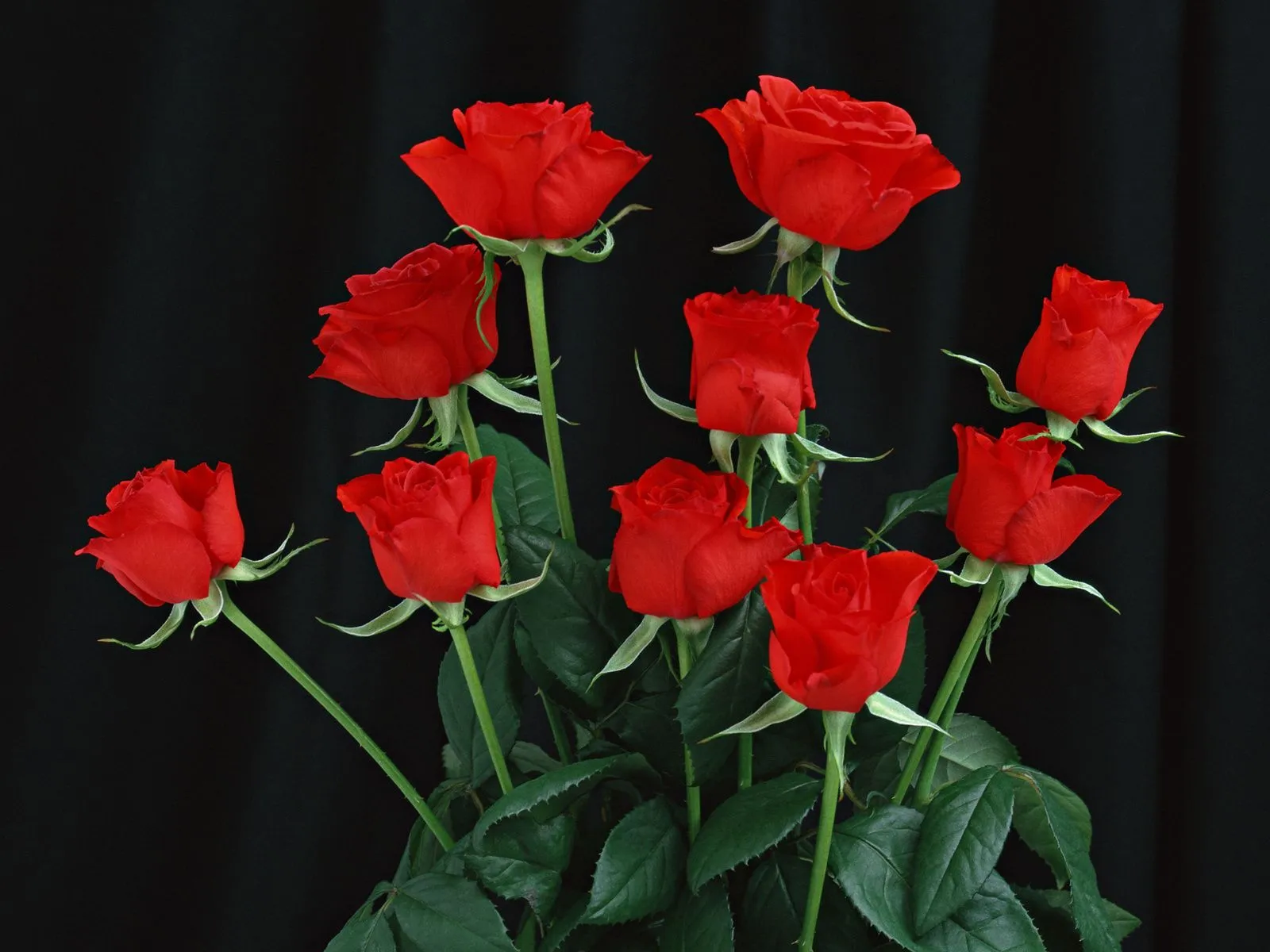 Fotos de hermosas rosas rojas ~ Mejores Fotos del Mundo ...