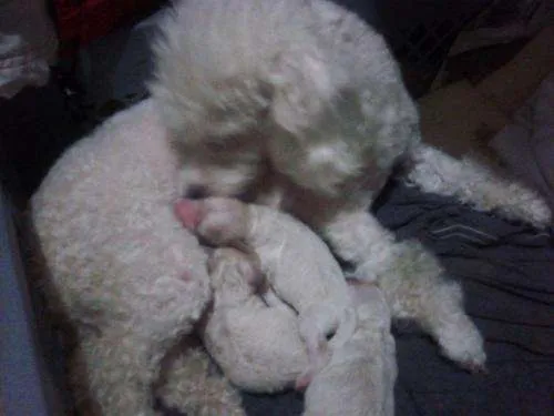 Perritos french poodle en venta - Imagui