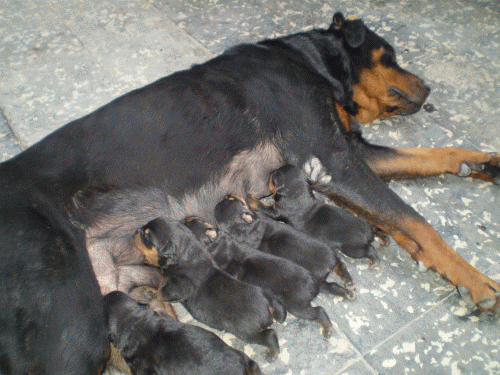 Fotos de hermosos cachorros rottweiler desparasitados y cola ...