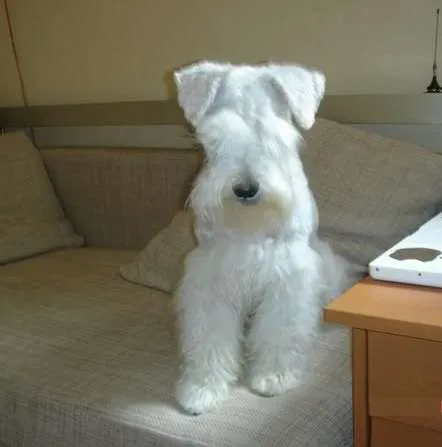 Fotos de HERMOSOS SCHNAUZER BLANCOS MINIATURA - Pichincha ...