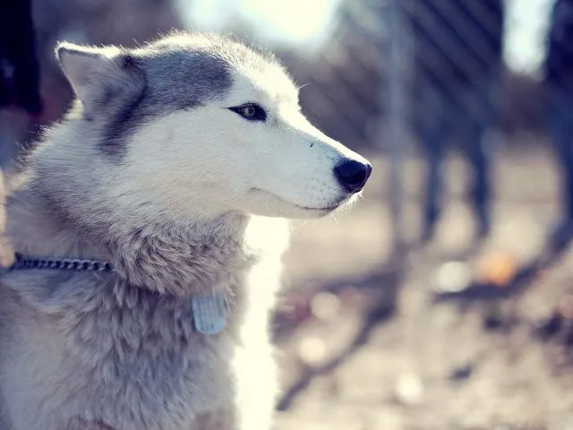 Fotos de husky esperando con una tristeza | Imágenes y Fotos de ...