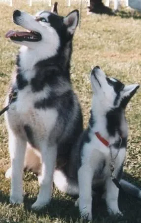 Fotos del Husky siberiano