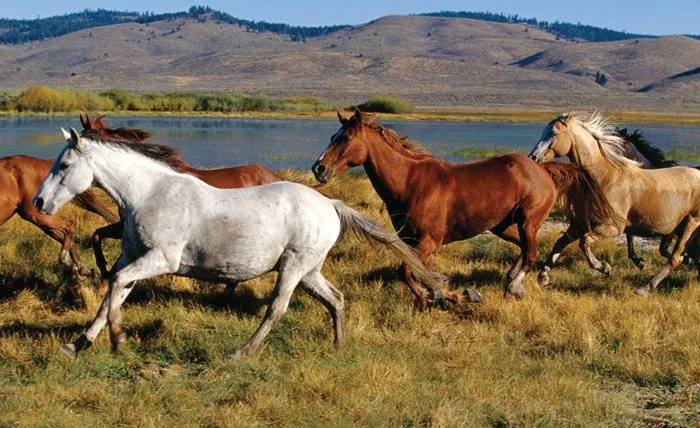 Fotos y Imagenes de Caballos Salvajes, Fondos de Pantalla Caballos ...