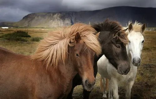 Fotos y Imagenes de Caballos Salvajes, Fondos de Pantalla Caballos ...