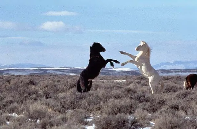 Fotos y Imagenes de Caballos Salvajes, Fondos de Pantalla Caballos ...