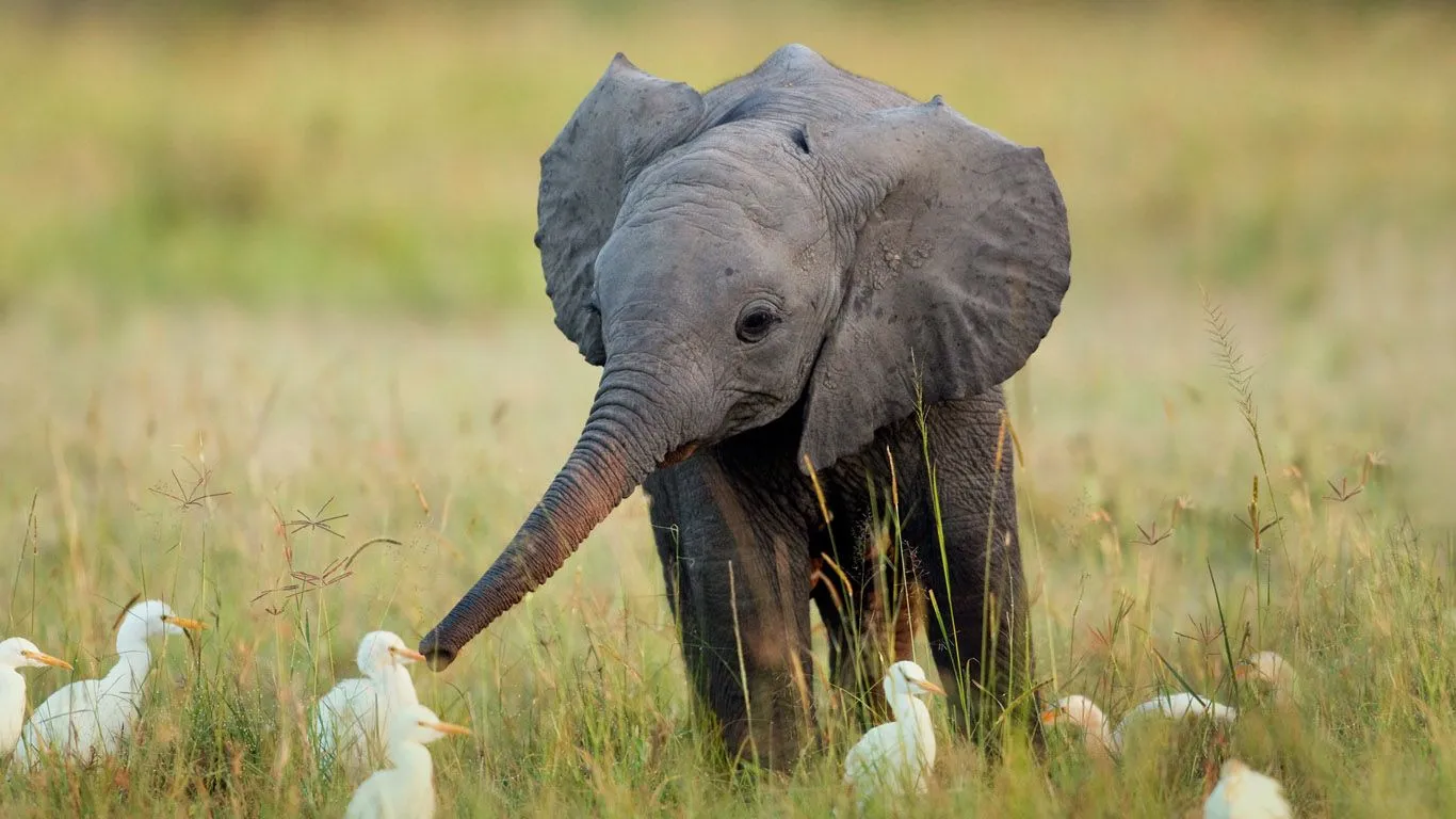 Fotos e imagenes en HD de animales para descargar : Imagenes ...