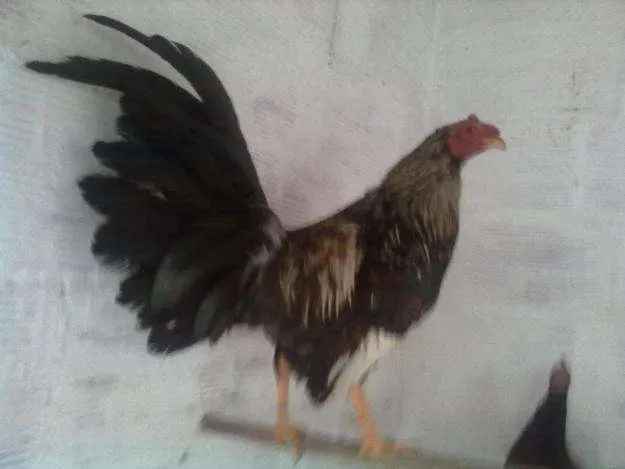 Se importan y se vende gallos de pelea españoles - Pichincha ...