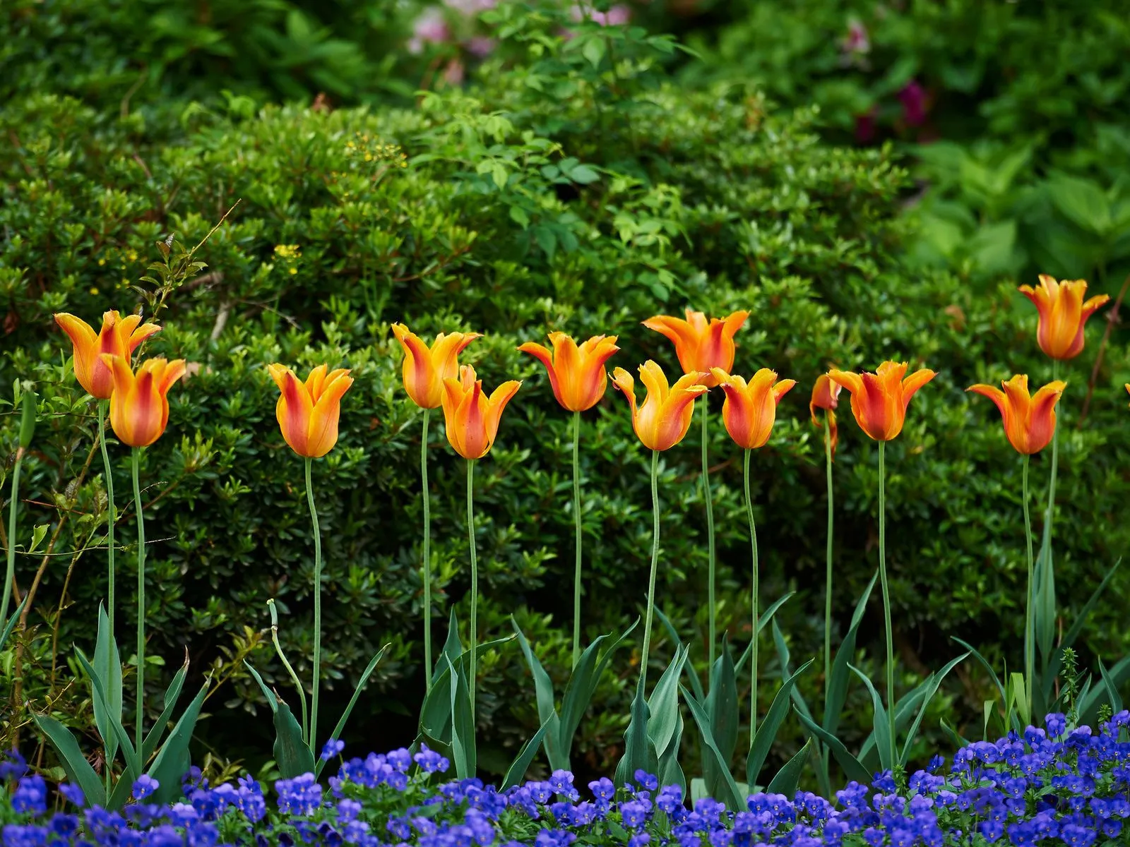 Fotos de jardin de tulines ~ Mejores Fotos del Mundo | Fotografías ...