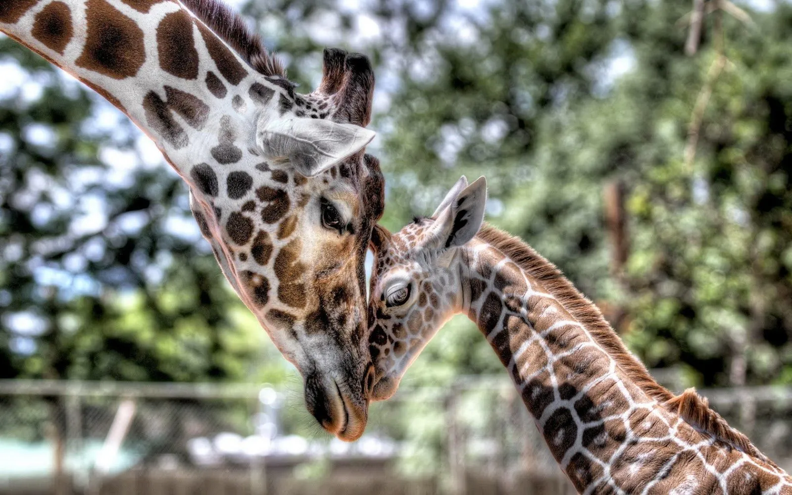 Fotos de jirafas | Fotos Bonitas de Amor | Imágenes Bonitas de Amor