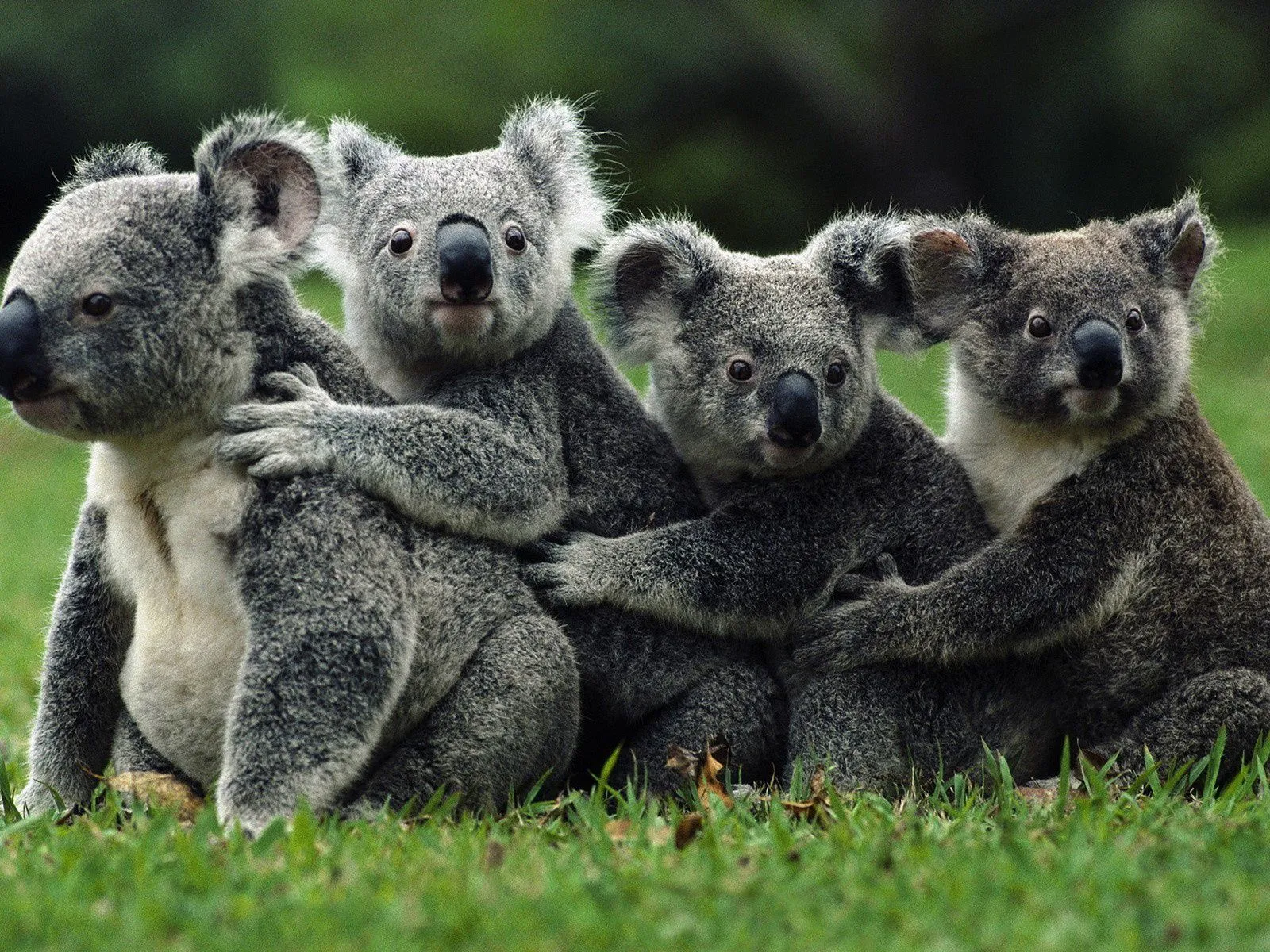 Fotos de koalas abrazandose ~ Mejores Fotos del Mundo ...