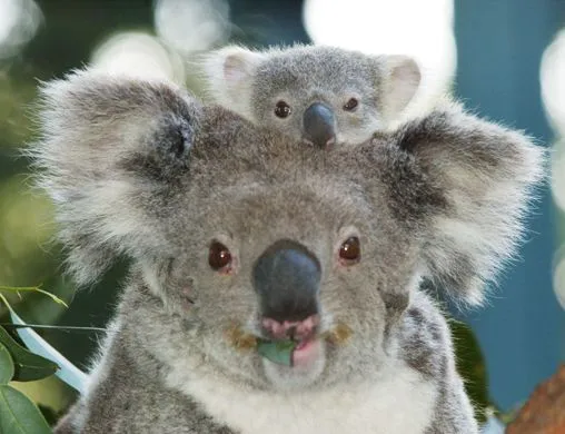 Koala Bebe