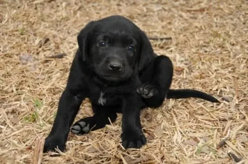 Fotos de Labrador Negro - San José - Animales / Mascotas