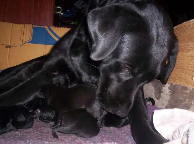 Fotos de Labradores negros - excelente para niños en Mendoza ...