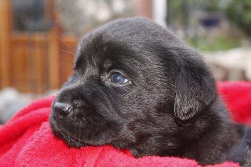 Fotos de Labradores negros con papeles de fca en Capital Federal ...