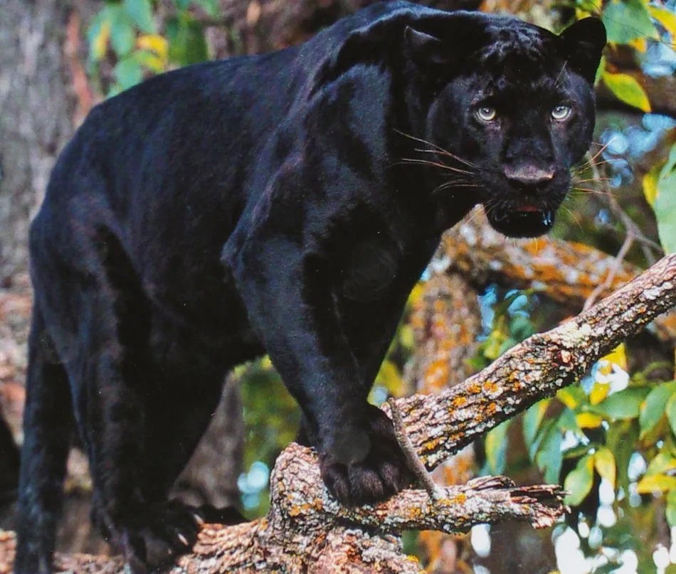 Fotos de leopardos y panteras. Imágenes de panteras y leopardos