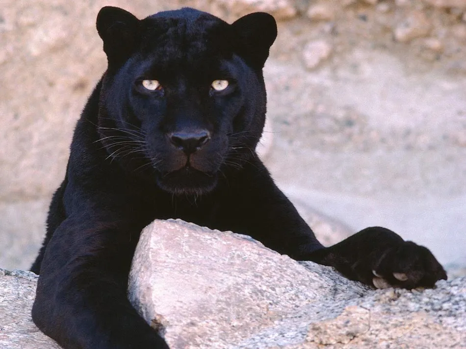 Fotos de leopardos y panteras. Imágenes de panteras y leopardos