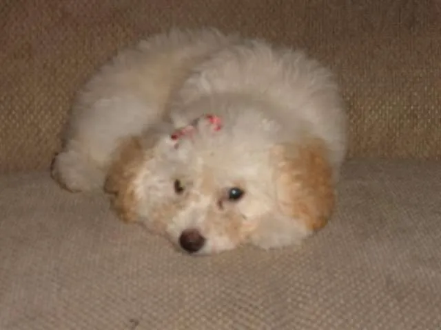 Linda cachorra french poodle tacita, en venta - Turrialba, Costa ...