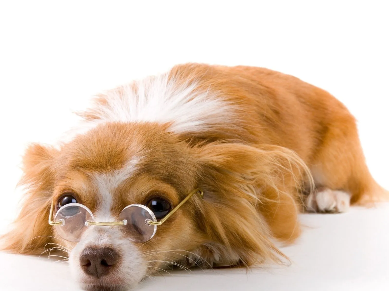 Fotos de lindo perrito con lentes ~ Mejores Fotos del Mundo ...