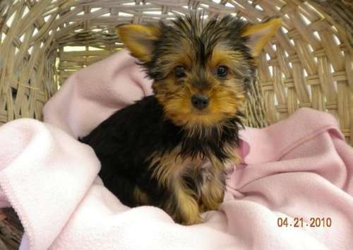 Fotos de mi lindo perritos Yorkshire Terrier (lirio) - Coahuila ...