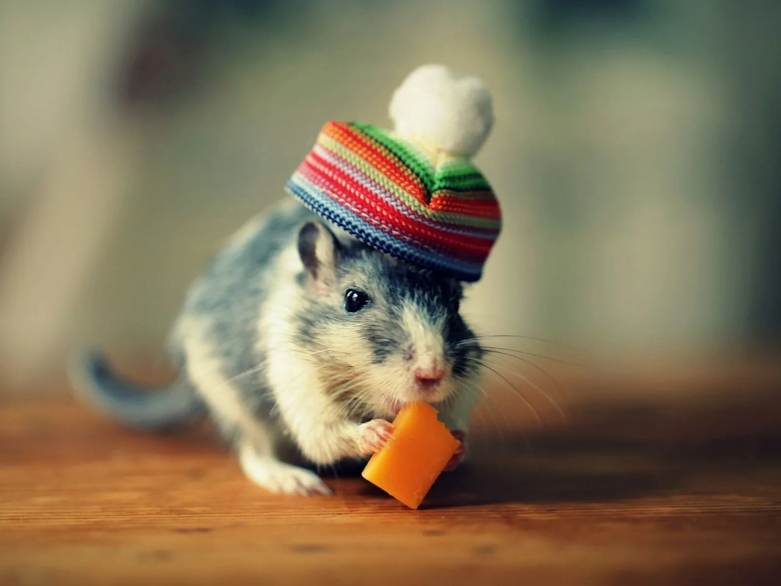 Fotos de lindo ratoncito con chullo ~ Mejores Fotos del Mundo ...