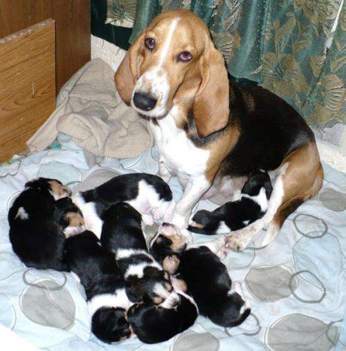 Top choice alimento para perro que tan bueno Articulos Compra ...