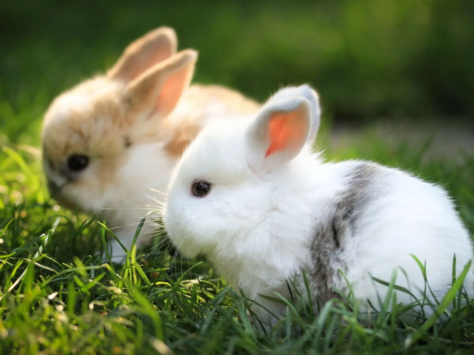 Fotos de lindos conejitos bebes ~ Mejores Fotos del Mundo ...