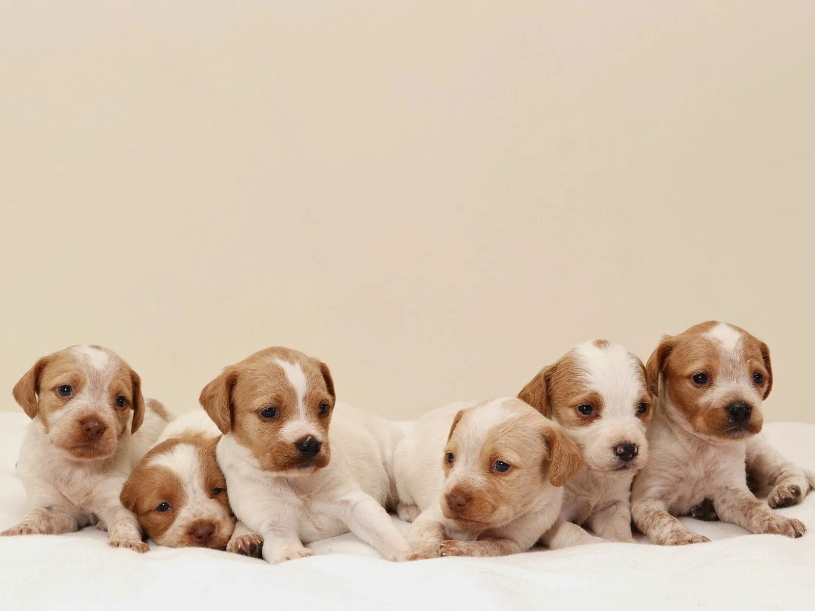 Fotos de lindos perritos ~ Mejores Fotos del Mundo | Fotografías ...