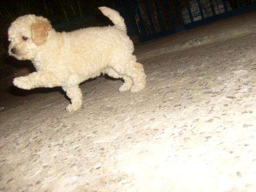 Fotos de lindos perritos poodle - Región Metropolitana - Animales ...