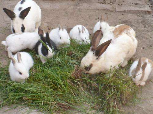 Fotos de LINDOS Y TIERNOS CONEJITOS DE UN MES DE VIDA - Región ...