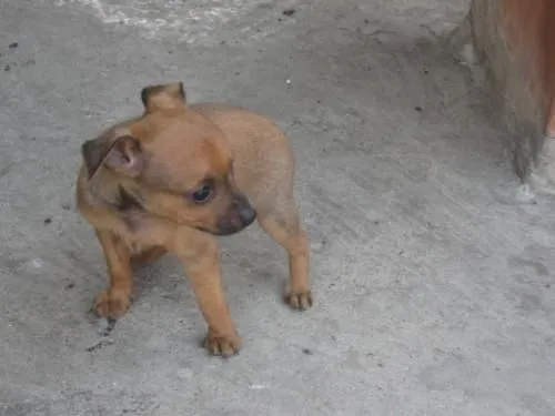 Fotos de LINDOS Y TIERNOS PINCHER PARA TU BEBE - Antioquia - Otros