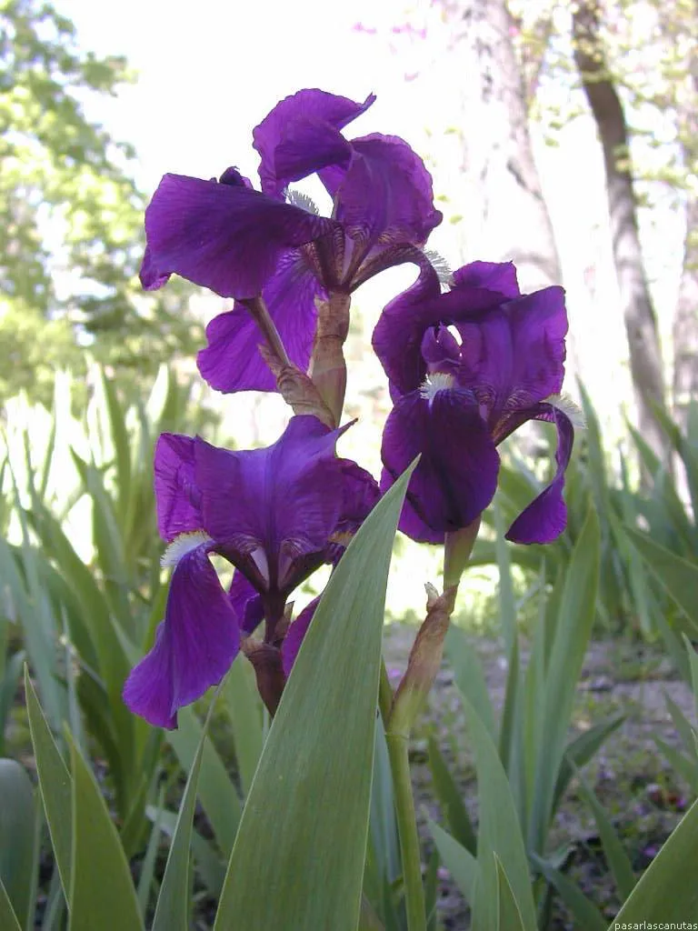 Fotos de lirios - fotos de flores