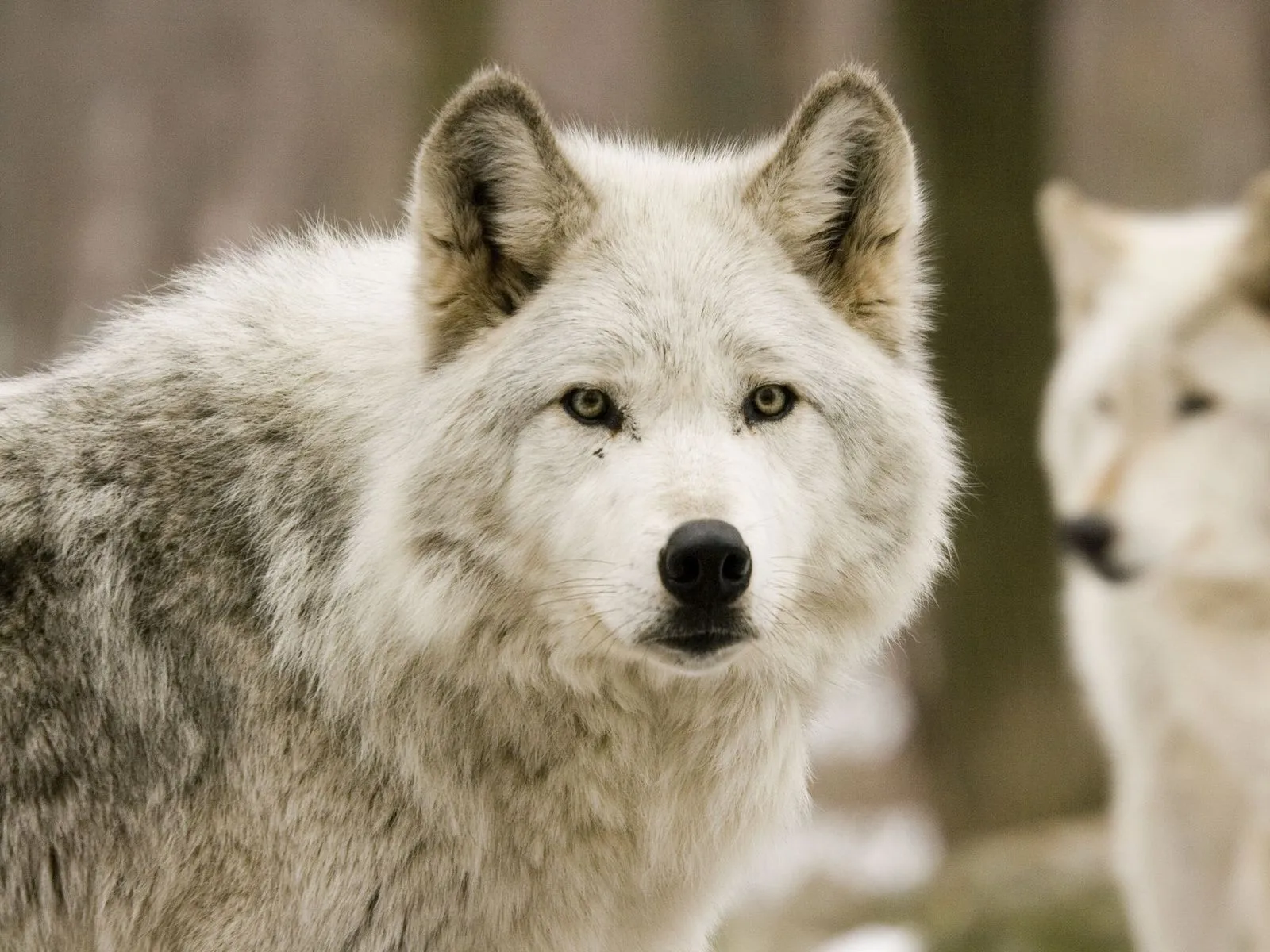 Imagenes de lobo blanco - Imagui