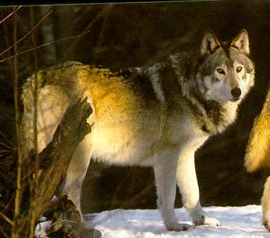 Fotos de Lobos (Canis lupus) - Mamífero del orden de los carnívoros