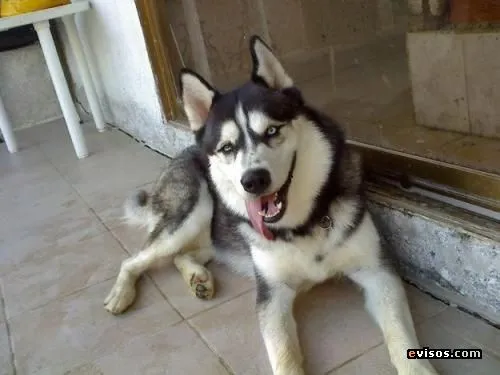 Fotos de lobos siberiano - Valle del Cauca - Animales / Mascotas