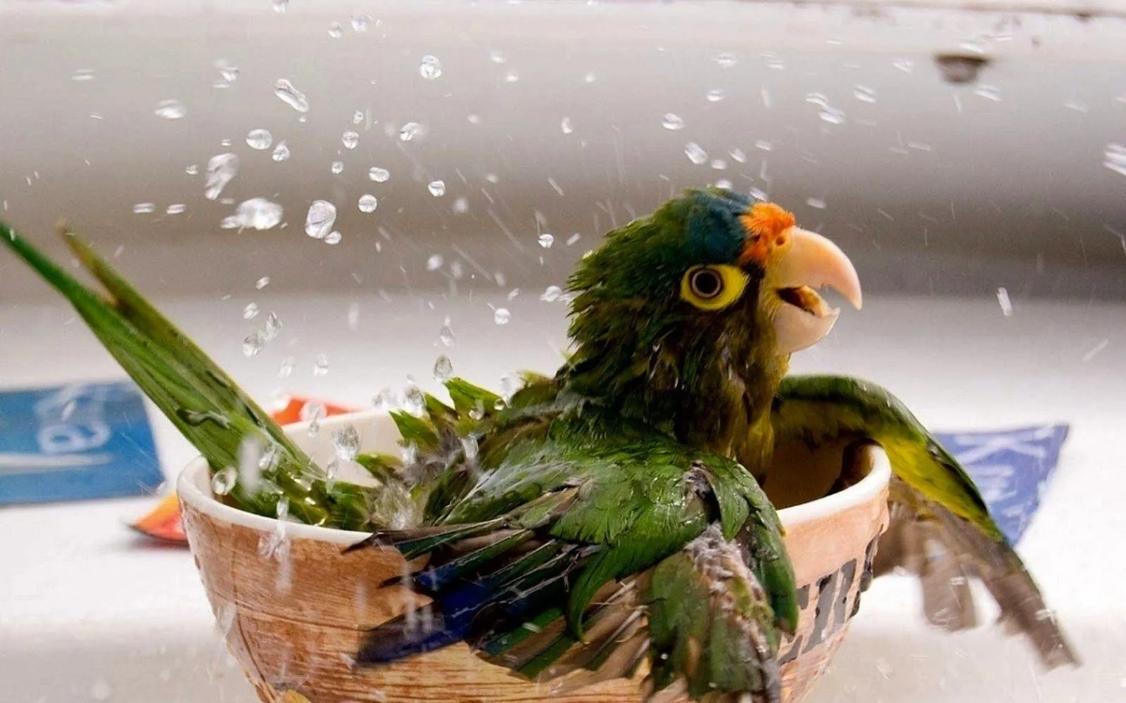 Fotos de loro bañandose | Mejores Fotos del Mundo | Fotografías de ...