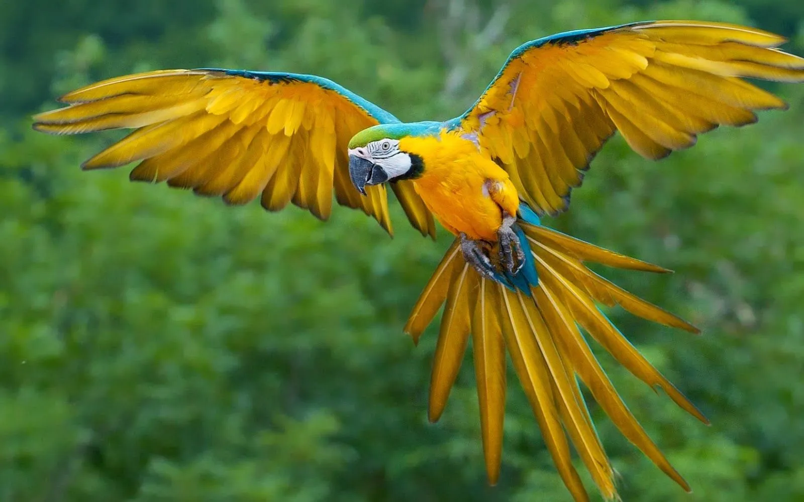 Fotos de loro volando ~ Mejores Fotos del Mundo | Fotografías de ...