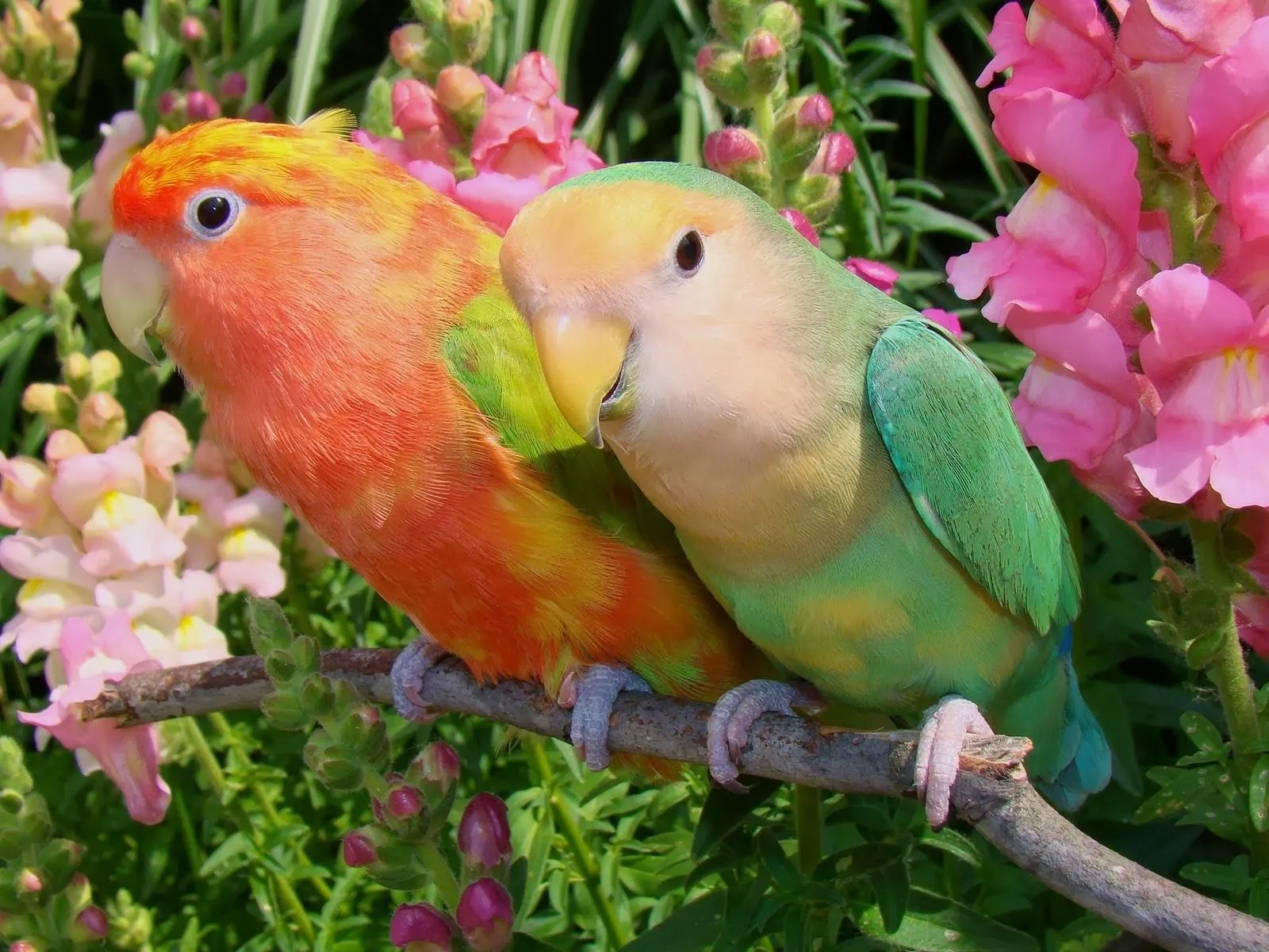 Fotos de loros en flores Mejores Fotos del Mundo | Fotografías de ...