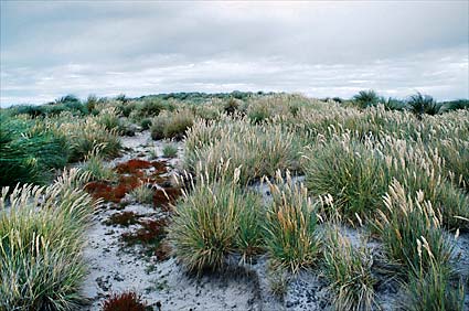 Fotos Malvinas - Paisajes de las Islas Malvinas (