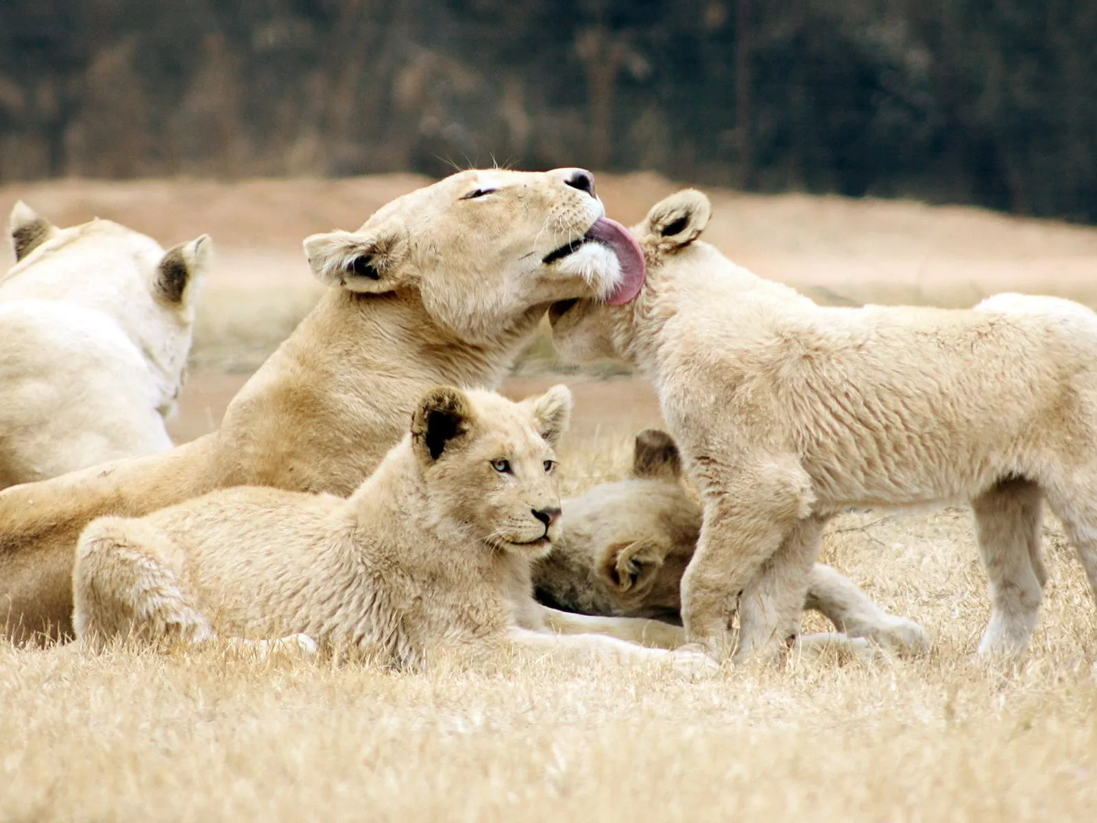 fotos de manada de leones para facebook ~ Mejores Fotos del Mundo ...