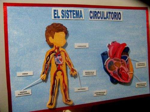 Como hago una maqueta del sistema circulatorio - Imagui