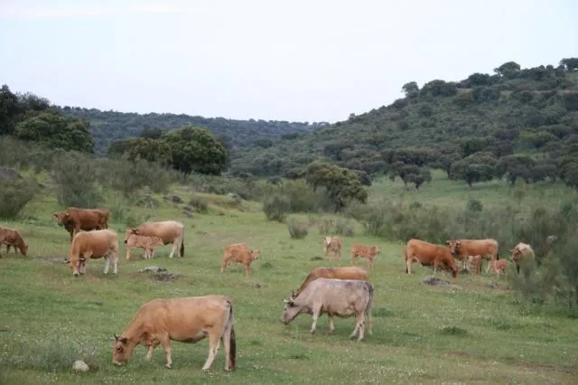 Fotos de MARDOMPA - Vacas pastando