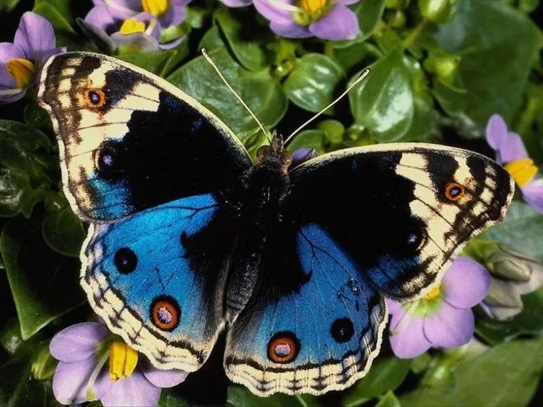 Poderosos Colores: ¿ Qué tienen en común las mariposas Morpho y ...