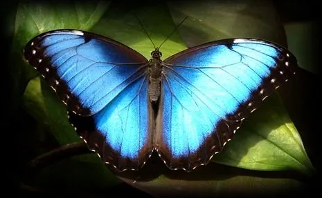 Mariposa monarca azul - Imagui