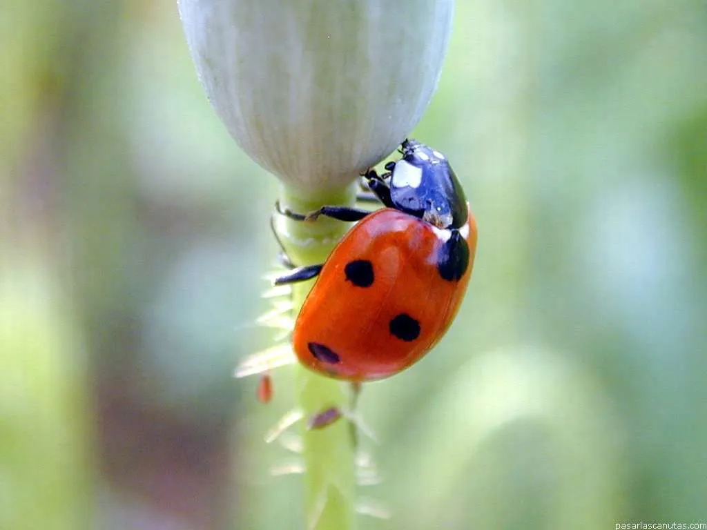 Fotos de mariquitas (ladybird beetle)