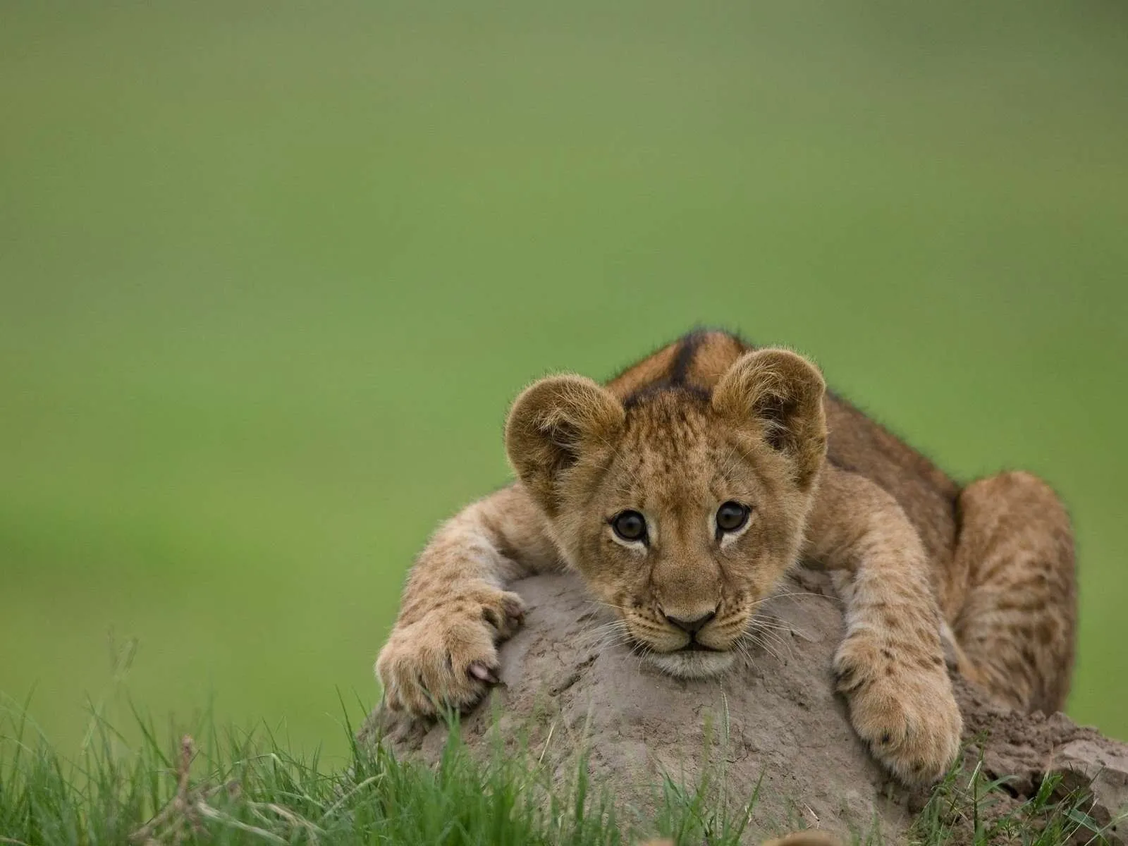 Fotos de mirada del león para facebook ~ Mejores Fotos del Mundo ...