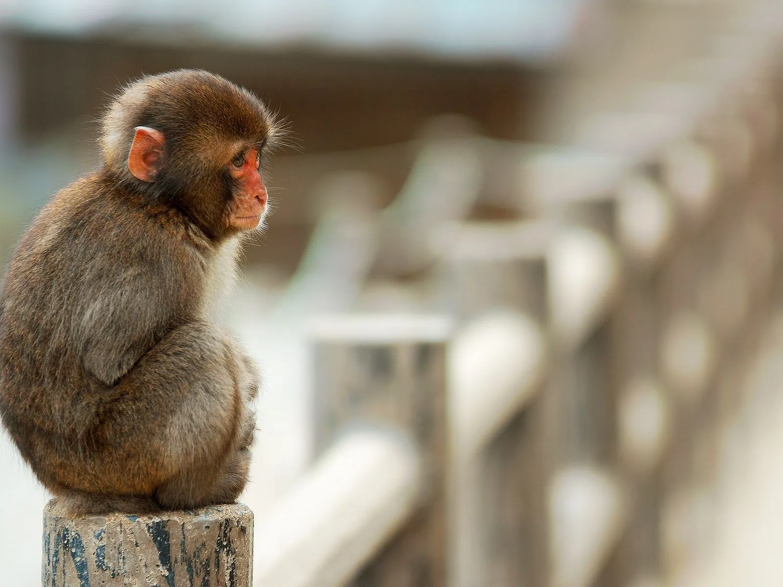 fotos de monito muriendo de frio para facebook ~ Mejores Fotos del ...