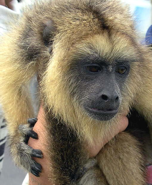 Monos, monisimos y feos como nosotros… | bichoscuriosos